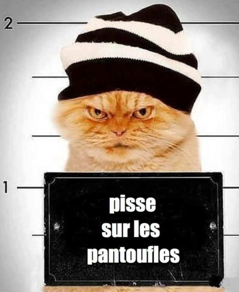 humour-pancarte-chat.png