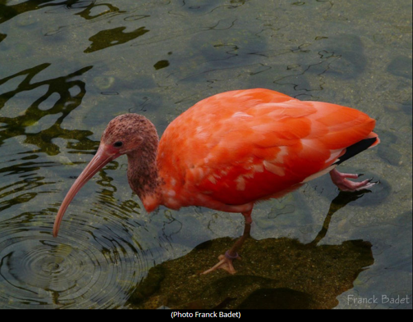 ibis-photo1.png