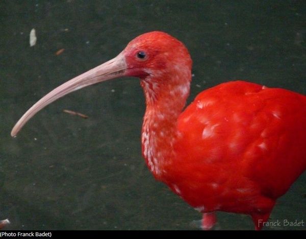 ibis-photo2.jpg