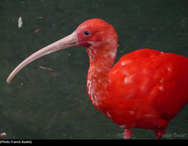 ibis-photo2.png