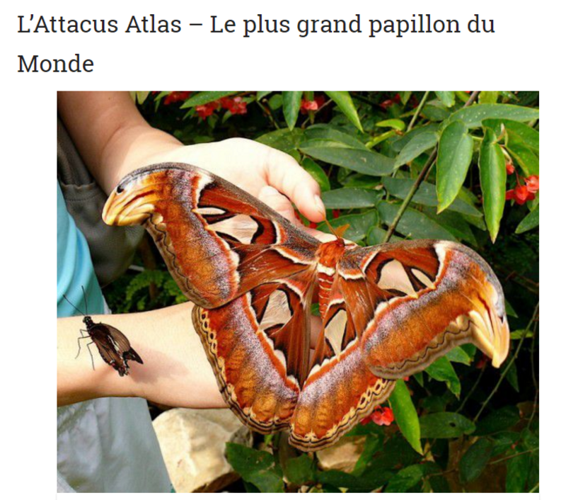 insecte-papillon-grand-photo.png