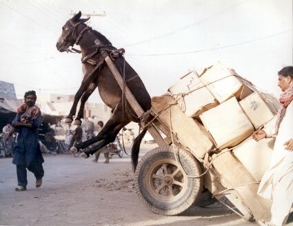 insolite-ane-un-peu-trop-charge.jpg