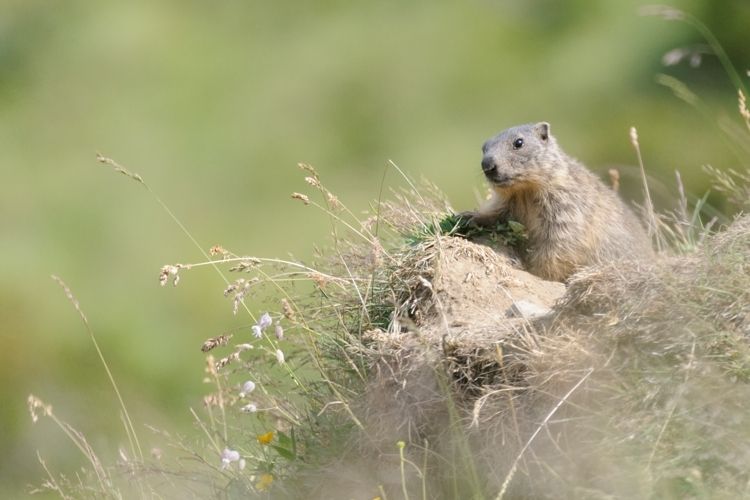 jeune-marmotte.jpg