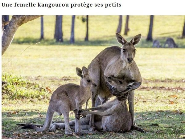 kangourou-et-bebes.jpg