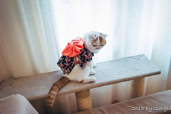 kimono13.jpg