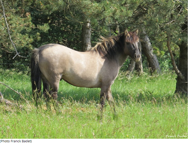 konik-photo2.png