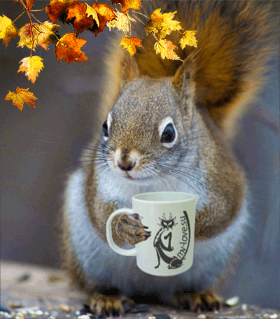 le-gif-du-jour-ecureuil-cafe.gif