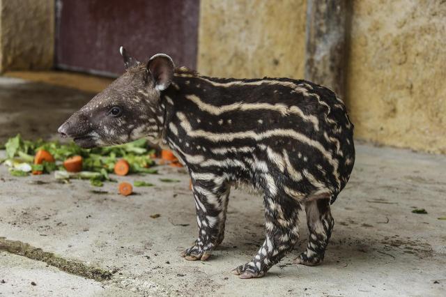 le-tapir.jpg