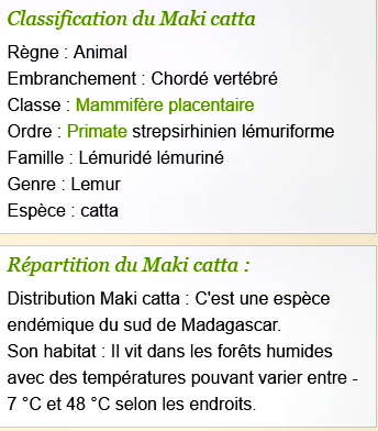 lemur-cattas-texte1.png