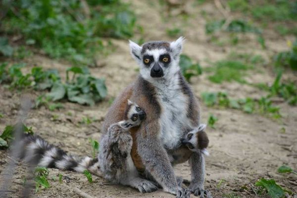 lemur-cattas-texte5.jpg