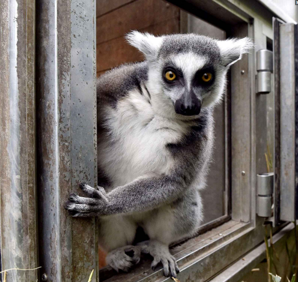 lemur-cattas.png