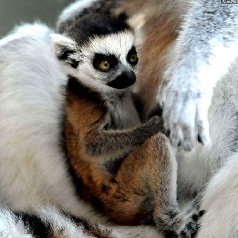 lemur-cattas2.png
