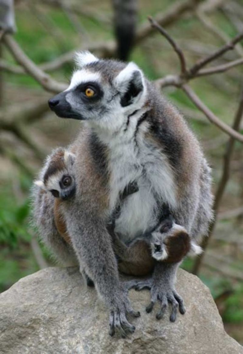 lemur-cattas4.jpg