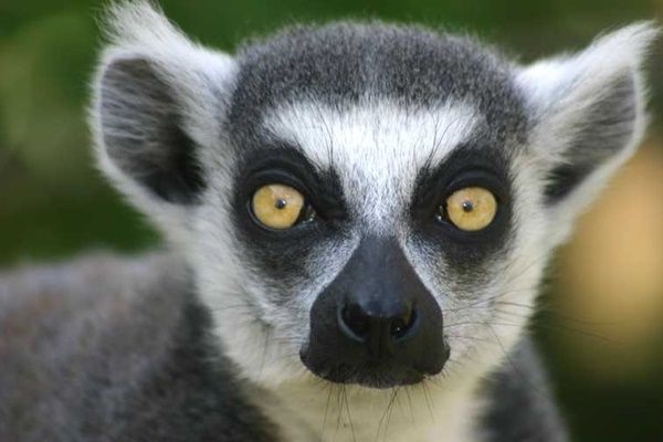 lemur-cattas5.jpg