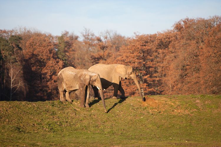 les-elephants-d-afrique.jpg