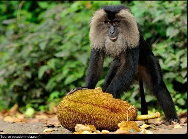 macaque-photo1_1.jpg