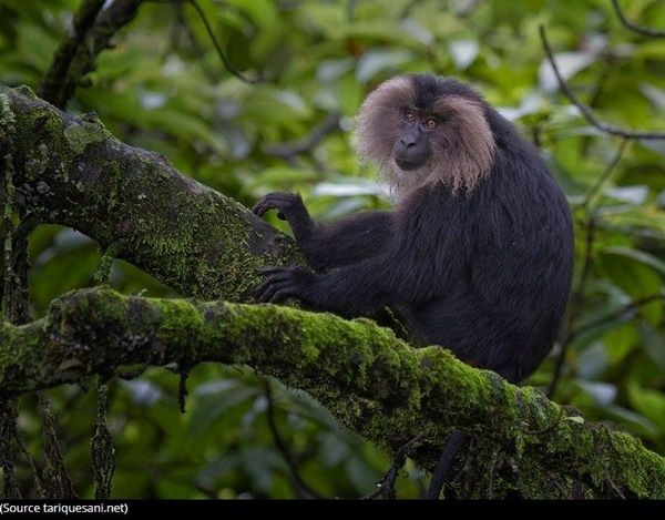 macaque-photo2_1.jpg