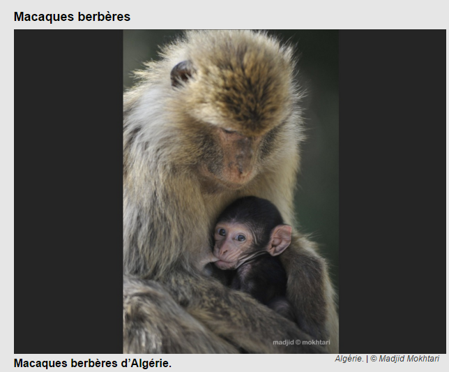 macaque.png
