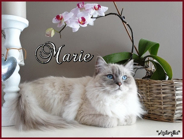 marie-chat.gif