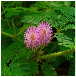 mimosa-photo.png