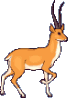 minigif-antilope.gif