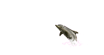 minigif-dauphins.gif