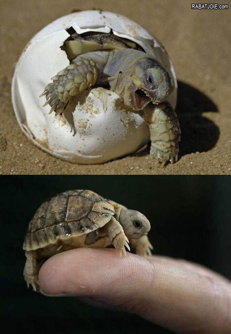 naissance-bebe-tortue.jpg