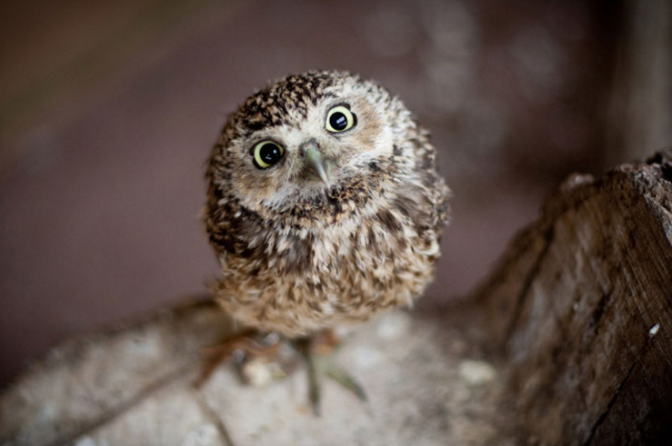 quelles-sont-les-diff-rences-entre-un-hibou-et-une-chouette