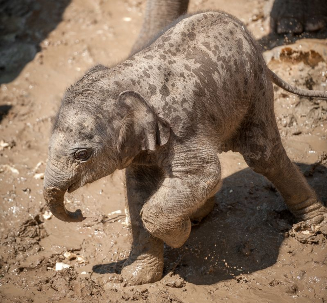 Images d'animaux (un peu de tout et parfois avec textes...) Elephanteau-boue$