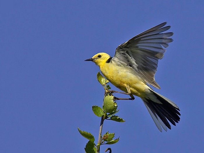 oiseau-bergeronnette-citrine-photo-1.jpg