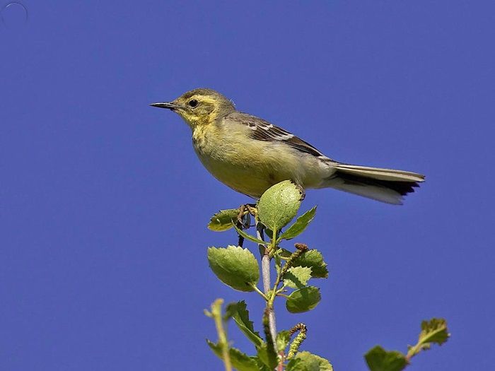 oiseau-bergeronnette-citrine-photo-2.jpg