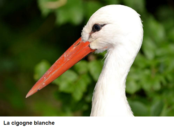 oiseau-cigogne-blanche-photo.png