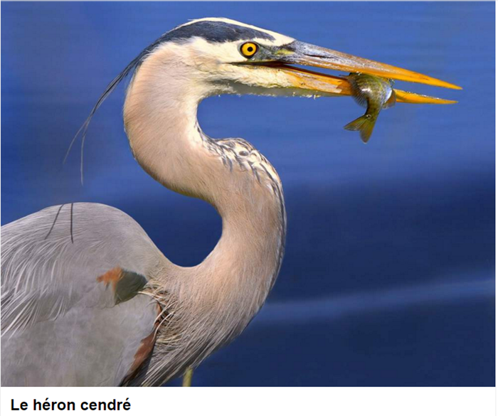 oiseau-heron-cendre-photo.png