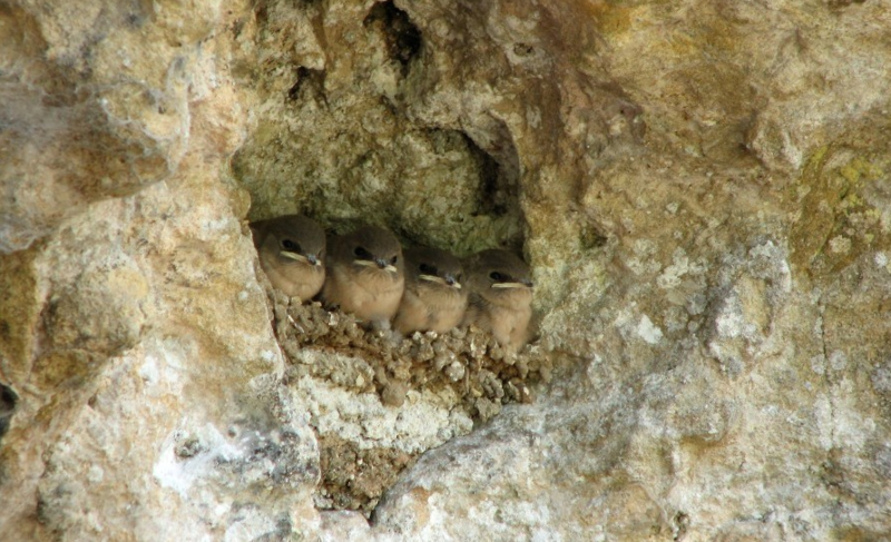 oiseau-hirondelle-des-rochers-et-leurs-petits2.png