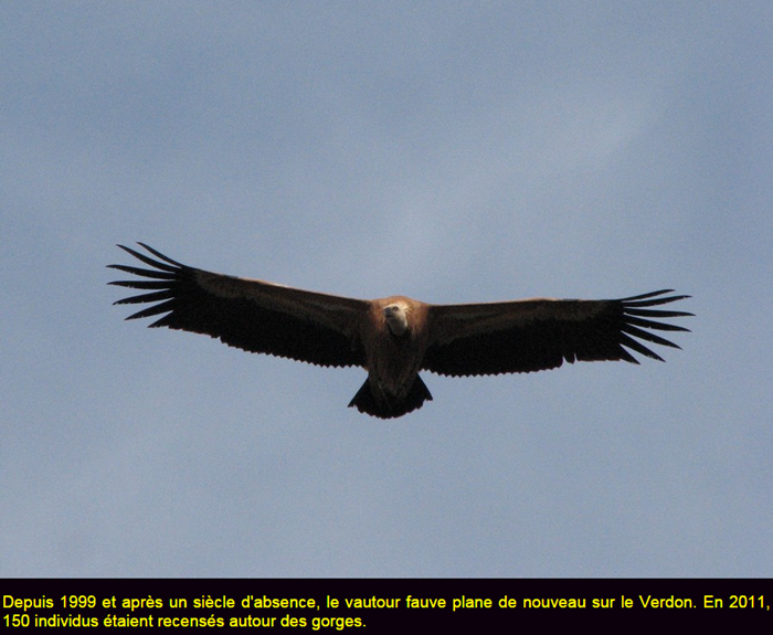 oiseau-vautour-fauve.png