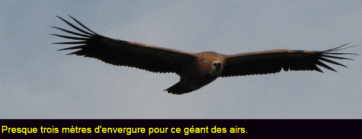 oiseau-vautour-fauve2.png