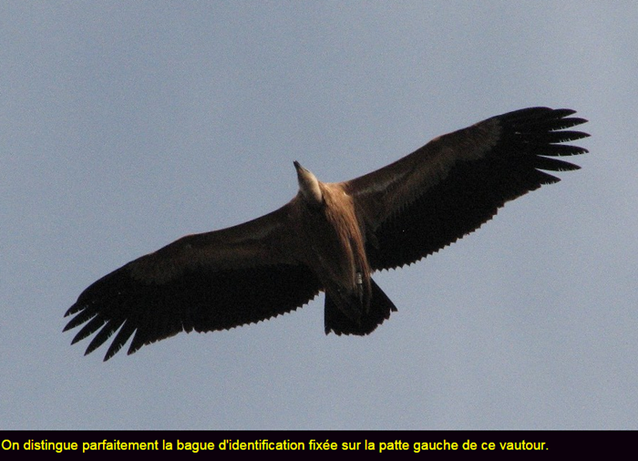 oiseau-vautour-fauve4.png