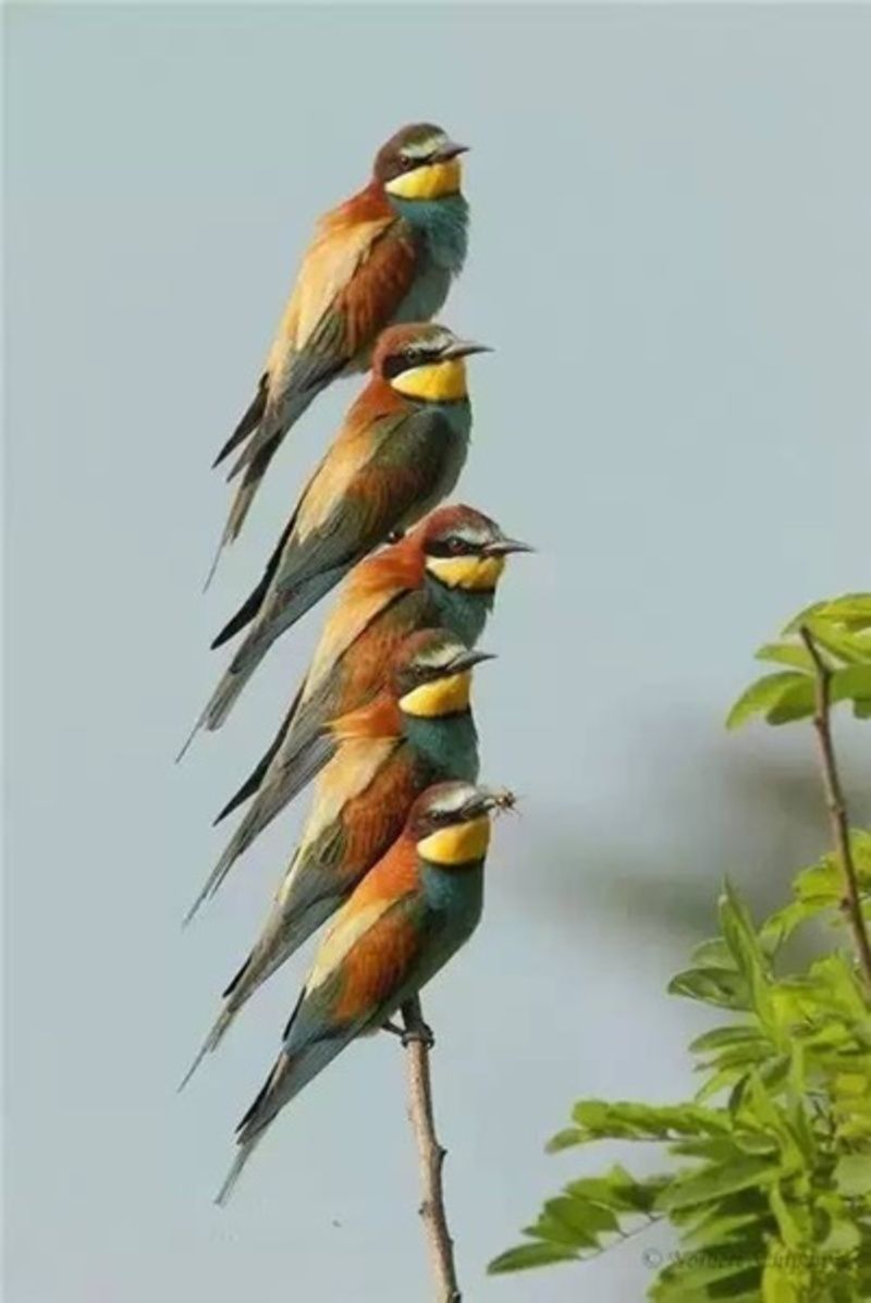 oiseaux.jpg