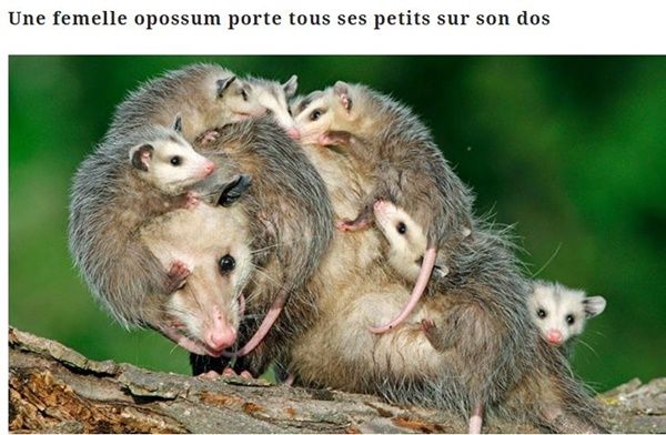 opossum-et-petits.jpg
