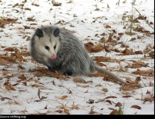opossum-photo1.png