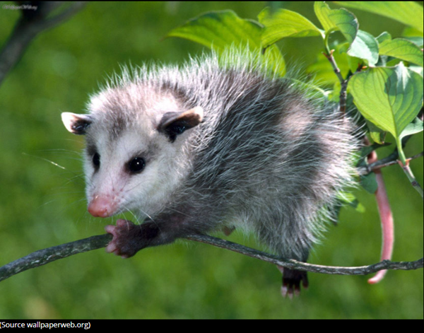 opossum-photo2.png