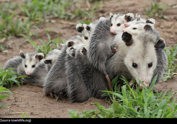 opossum-photo3.png