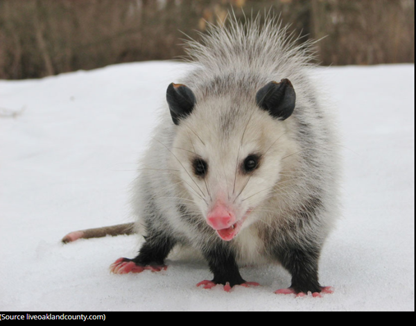 opossum-photo4.png