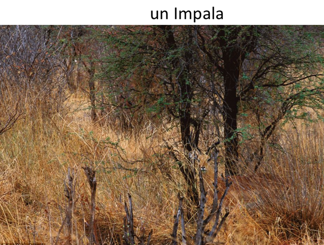 ou-impala.png