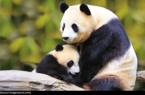 panda-photo1.jpg