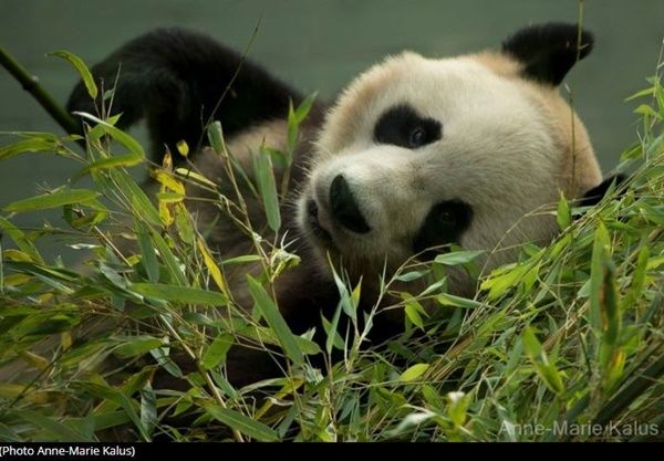 panda-photo2.jpg