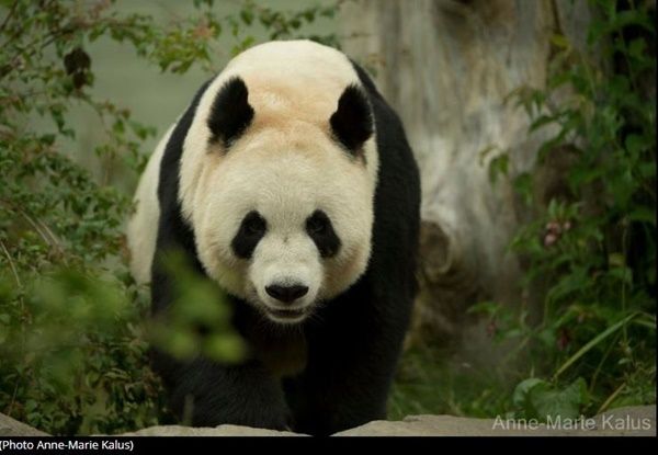 panda-photo3.jpg