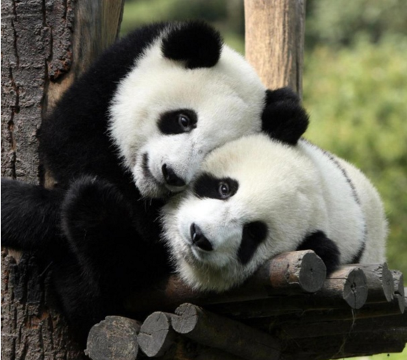pandas-trop-mignons.png