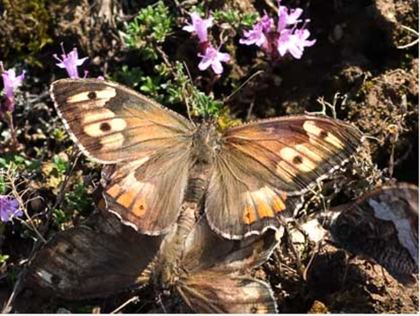 papillon-agreste1.png
