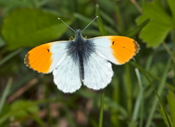 papillon-aurore-photo1_1.png